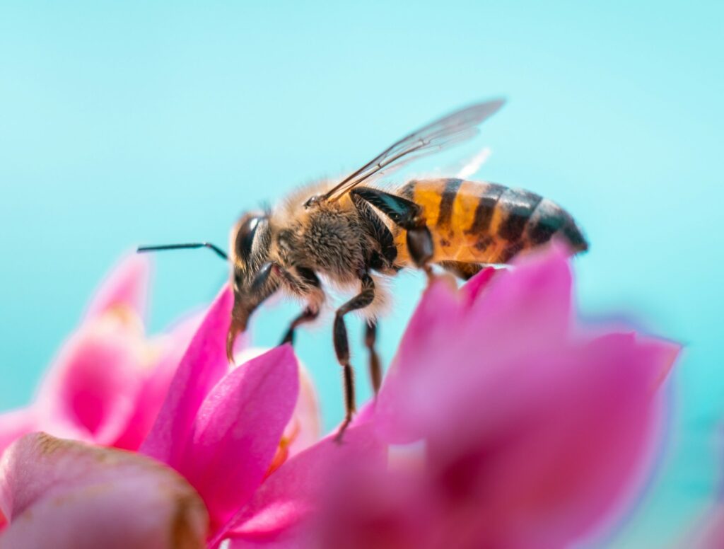 Polinización como parte del proceso de reproducción de las plantas tipos de flores