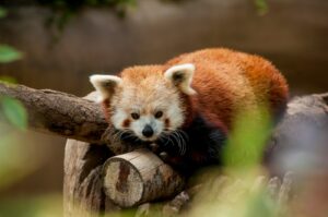 Animales endémicos panda rojo