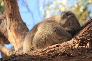 Koala, animales nativos y su importancia koala sleeping in a tree with its eyes closed